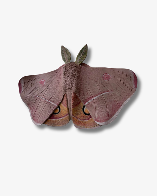 Emperor Gum Moth Wall art