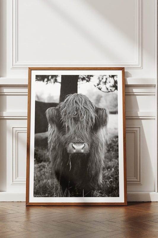 Highland cattle Print