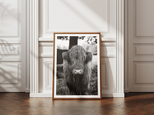 Highland cattle Print