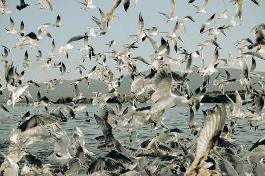 Boat trip in the north of Pacific Ocean