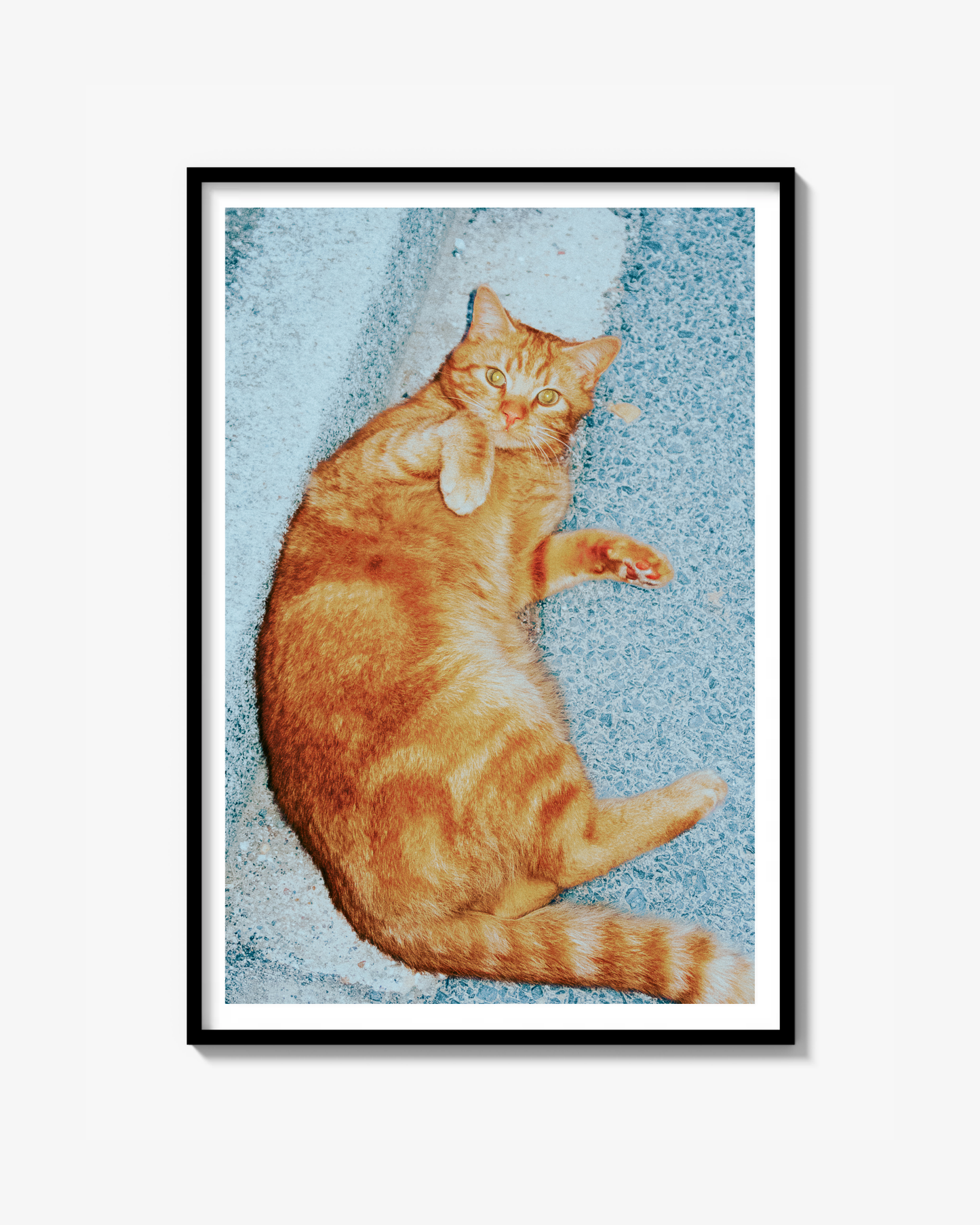 Orange Cat - Fine Art Print
