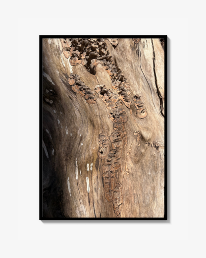 Sunny funghi - Foto Print