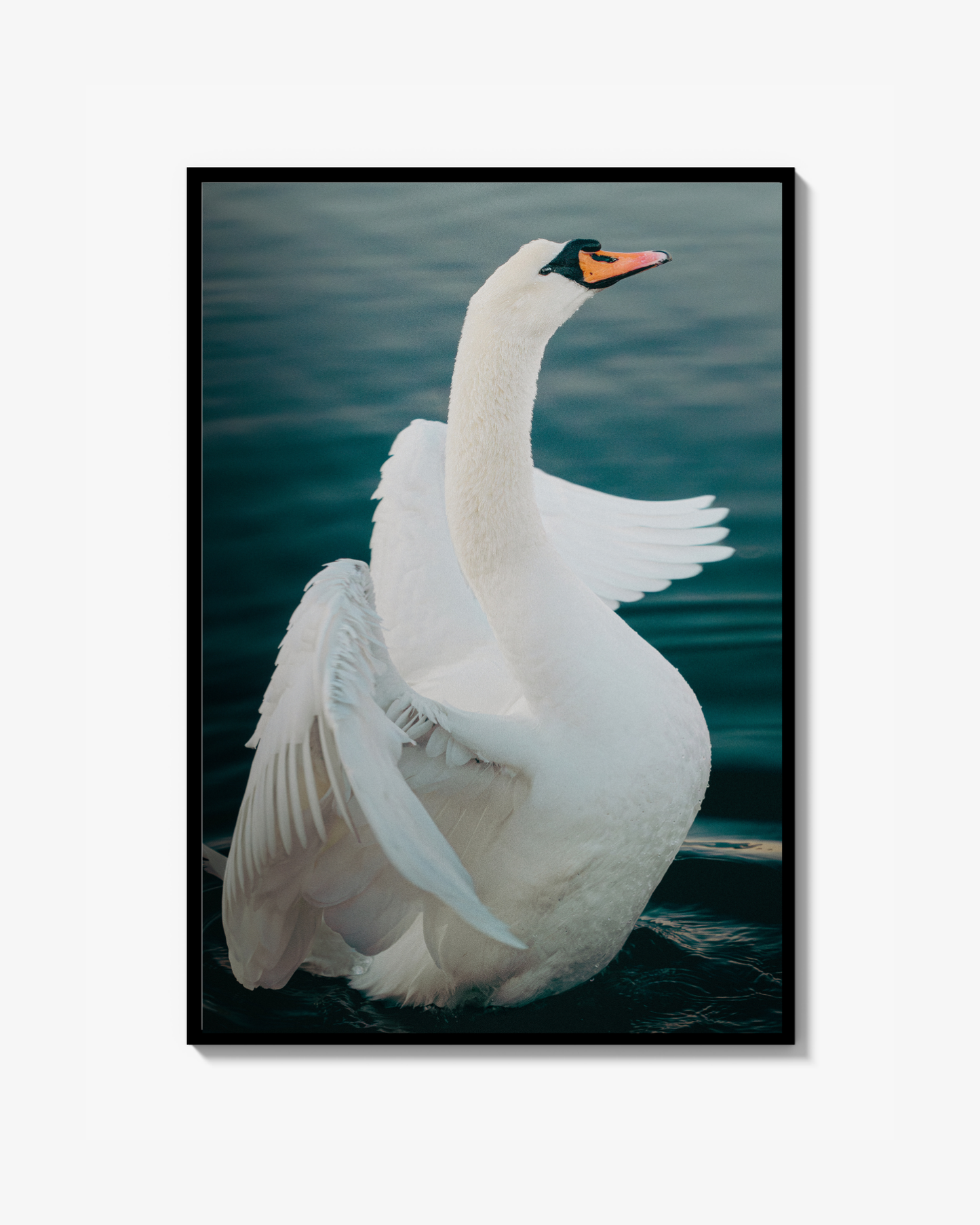 Swan Print