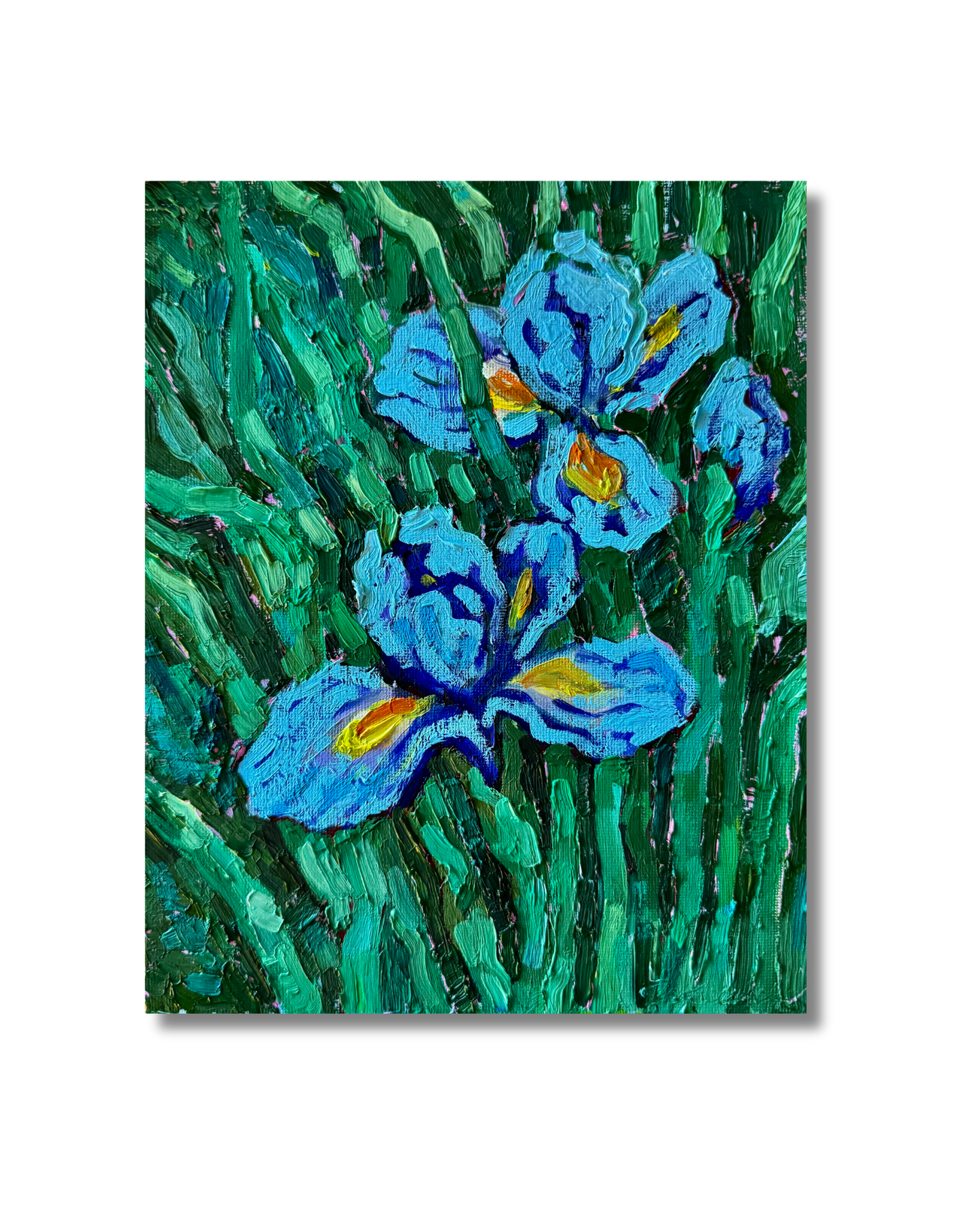 Iris Original