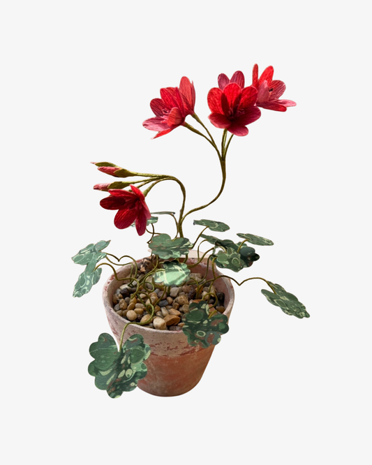 Pelargonium Stueplante Skulptur
