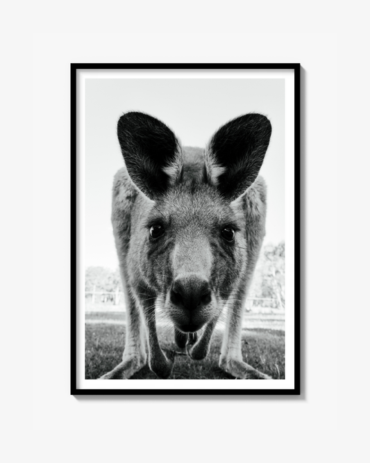 Aussie Stare Down - Print