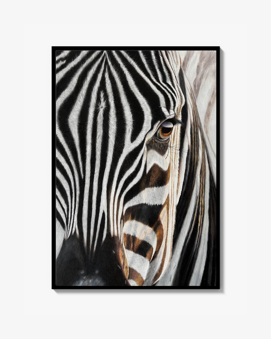 Zebra - Signed and numbered Fine Art Print (from original painting)