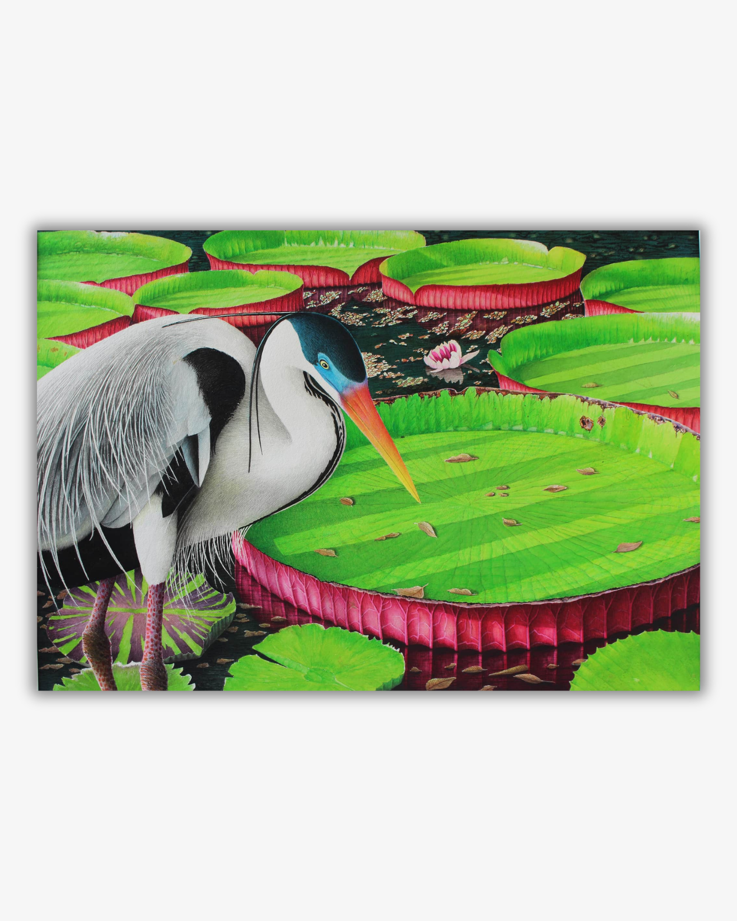 Akvarel - Heron Among Giant Water Lilies Original