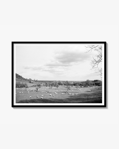 SC meadow Print