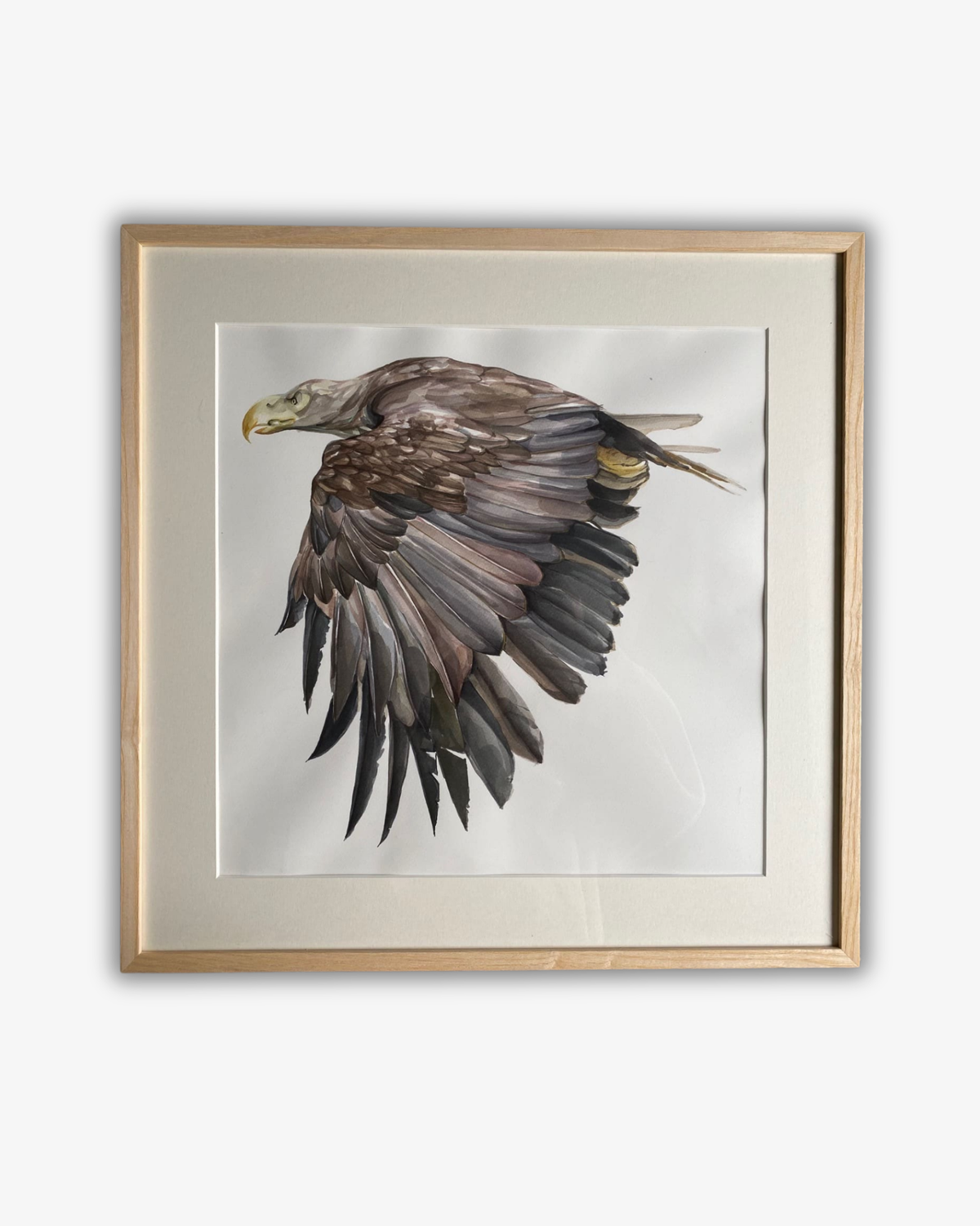 Akvarelmaleri Sea eagle Original