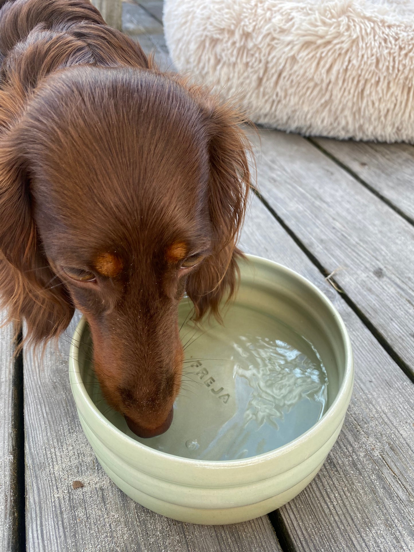 Dog Bowl - Pistachio