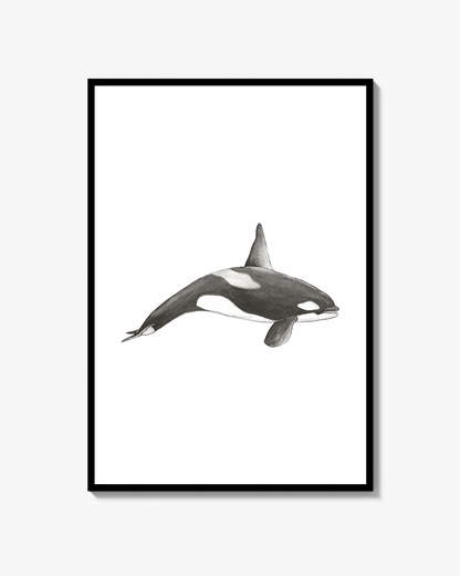 Killer whale watercolor Poster